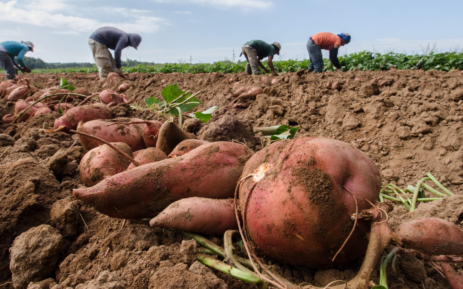 Zoete-aardappeltaart met yoghurt, parmezaan en salie