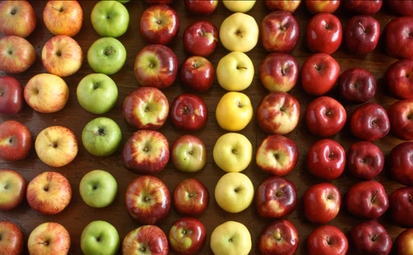 Workshop Cider